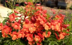 Bells Of Fire Tecoma - Esperanza - 1 Gallon Pot -Cheap Plants Store Tecoma Bells of Fire Flowers 6