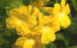 Lydia Tecoma - Esperanza - 1 Gallon Pot -Cheap Plants Store Tecoma Lydia Flower Closeup