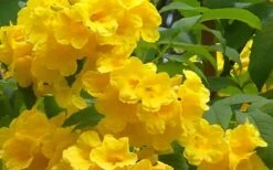 Lydia Tecoma - Esperanza - 1 Gallon Pot -Cheap Plants Store Tecoma Lydia Flowers 1