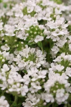White Creeping Thyme (Thymus Praecox 'Albiflorus') 10 Pack Of Pint Pots -Cheap Plants Store Thyme Creeping White 3 1