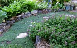 Elfin Creeping Thyme - Thymus Serpyllum Elfin - 3 Pack Of Pint Pots -Cheap Plants Store Thyme Elfin 10