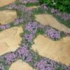 Elfin Creeping Thyme (Thymus Serpyllum 'Elfin') - 5 Pack Of Pint Pots -Cheap Plants Store Thyme Elfin 15 1