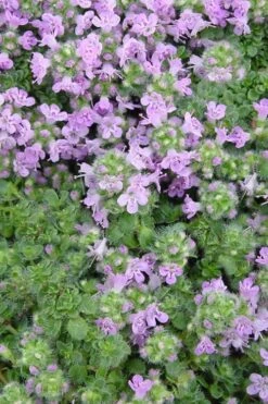 Elfin Creeping Thyme - Thymus Serpyllum Elfin - 6 Pack Of 3.5" Pint Pots -Cheap Plants Store Thyme Elfin BS 2