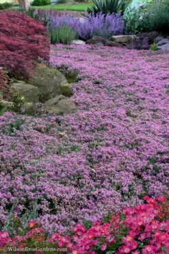 Pink Chintz Thyme - Thymus Serpyllum - 10 Pack Of Quart Pots -Cheap Plants Store Thyme Pink Chintz 10 5