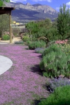 Pink Chintz Thyme - Thymus Serpyllum - 10 Pack Of Quart Pots