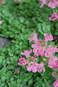 Pink Chintz Thyme - Thymus Serpyllum - 10 Pack Of Quart Pots -Cheap Plants Store Thyme Pink Chintz 5 5