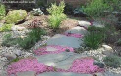 Pink Chintz Thyme - Thymus Serpyllum - 10 Pack Of Quart Pots -Cheap Plants Store Thyme Pink Chintz 8 5