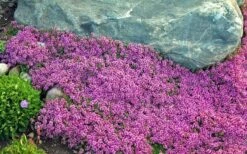Red Creeping Thyme (Thymus Praecox 'Coccineus') - 8 Pack Of Quart Pots -Cheap Plants Store Thyme Red Creeping 10 2