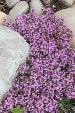 Pink Chintz Thyme - Thymus Serpyllum - 5 Pack Of Pint Pots -Cheap Plants Store Thyme Red Creeping 12 2