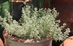 Silver Lemon Thyme - Thymus - 3 Pack Of Quart Pots -Cheap Plants Store Thyme Silver Lemon 5