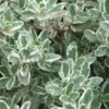 Silver Lemon Thyme - Thymus - 3 Pack Of Quart Pots
