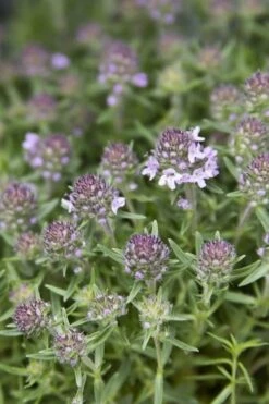 Spicy Orange Thyme - 6 Pack Of Pint Pots -Cheap Plants Store Thyme Spicy Orange 10