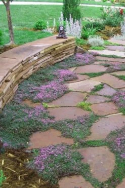 Splendens Purple Creeping Thyme - (Thymus Praecox) - 5 Pack Of Quart Pots -Cheap Plants Store Thymus Praecox Splendens 3