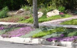 Woolly Creeping Thyme (Thymus Lanuginosis) - 5 Pack Of Pint Pots -Cheap Plants Store Thymus mixture 1