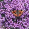 Splendens Purple Creeping Thyme - (Thymus Praecox) - 5 Pack Of Quart Pots 1 Splendens Purple Creeping Thyme - (Thymus Praecox) - 5 Pack Of Quart Pots -Cheap Plants Store Thymus praecox Splendens 12
