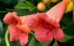Madame Galen Trumpet Vine - 2 Pack Of Quart Pots -Cheap Plants Store Trumpet Vine Madame Galen Flowers
