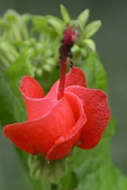 Turk's Cap Mallow (Malvaviscus Drummondii) - 5 Pack Of Quart Pots -Cheap Plants Store Turks Cap 1