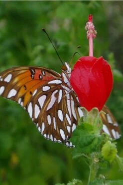 Turk's Cap Mallow - Malvaviscus Drummondii - 1 Gallon Pot -Cheap Plants Store Turks Cap 5