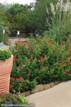 Turk's Cap Mallow - Malvaviscus Drummondii - 1 Gallon Pot -Cheap Plants Store Turks Cap 7