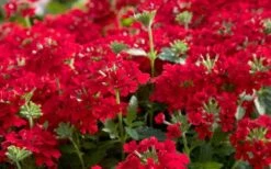 EnduraScape Red Verbena - 10 Pack Of Pint Pots -Cheap Plants Store Verbena EnduraScape Red