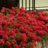 EnduraScape Red Verbena - 5 Pack Of Pint Pots -Cheap Plants Store Verbena EnduraScape Red 6 1