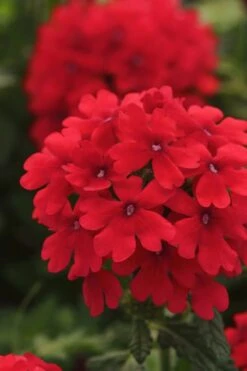 EnduraScape Red Verbena - 5 Pack Of Pint Pots -Cheap Plants Store Verbena EnduraScape Red 7 1