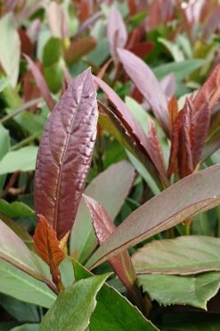 Coppertop Sweet Viburnum - (Single Trunk Topiary Tree) - 5 Gallon Pot -Cheap Plants Store Viburnum Coppertop 3