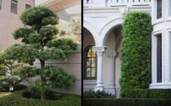 Podocarpus Macrophyllus Upright Yew - 3 Gallon Pot 19 Podocarpus Macrophyllus Upright Yew - 3 Gallon Pot -Cheap Plants Store Yew Podocarpus 2