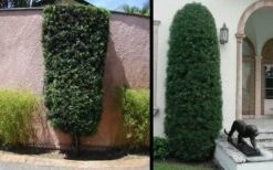 Podocarpus Macrophyllus Upright Yew - 3 Gallon Pot 20 Podocarpus Macrophyllus Upright Yew - 3 Gallon Pot -Cheap Plants Store Yew Podocarpus 3
