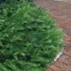 Yewtopia Plum Yew - 2 Gallon Pot -Cheap Plants Store Yew Yewtopia 21 1