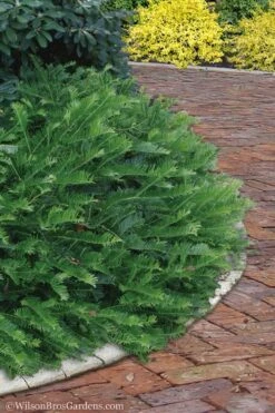 Yewtopia Plum Yew - 2 Gallon Pot