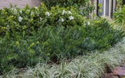 Yewtopia Plum Yew - 2 Gallon Pot 10 Yewtopia Plum Yew - 2 Gallon Pot -Cheap Plants Store Yew Yewtopia 22 1