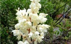 Color Guard Yucca - 2 Gallon Pot -Cheap Plants Store Yucca Color Guard Flowers Closeup