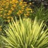 Color Guard Yucca - 2 Gallon Pot -Cheap Plants Store Yucca Color Guard Rev 500x750 1
