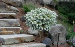 Ice Breaker Korean Fir (Single Trunk Topiary) - 2 Gallon Pot 11 Ice Breaker Korean Fir (Single Trunk Topiary) - 2 Gallon Pot -Cheap Plants Store abies koreana kouhouts ice breaker korean fir 2