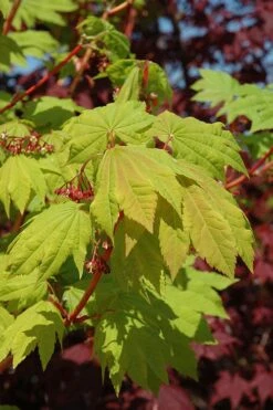 Pacific Fire Vine Maple - 5 Gallon Pot -Cheap Plants Store acer circinatum pacific fire vine maple tree 3