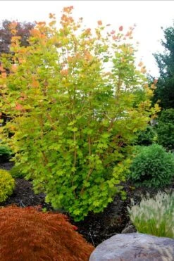 Pacific Fire Vine Maple - 5 Gallon Pot -Cheap Plants Store acer circinatum pacific fire vine maple tree 5