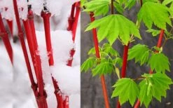 Pacific Fire Vine Maple - 5 Gallon Pot -Cheap Plants Store acer circinatum pacific fire vine maple tree 7