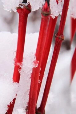 Pacific Fire Vine Maple - 5 Gallon Pot -Cheap Plants Store acer circinatum pacific fire vine maple tree 8