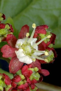 Pacific Fire Vine Maple - 5 Gallon Pot -Cheap Plants Store acer circinatum vine maple 13