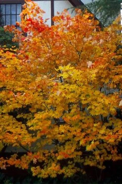 Pacific Fire Vine Maple - 5 Gallon Pot -Cheap Plants Store acer circinatum vine maple flowers 25