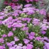 Firefly Amethyst Yarrow (Achillea) - 1 Gallon Pot
