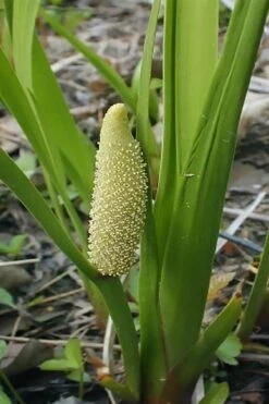 American Sweet Flag (Acorus Americanus) - 8 Pack Of 1 Gallon Pots -Cheap Plants Store acorus americanus american sweet flag 10 1