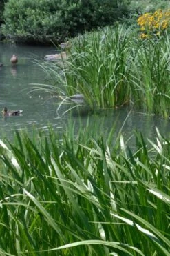 American Sweet Flag (Acorus Americanus) - 1 Gallon Pot -Cheap Plants Store acorus americanus american sweet flag 11