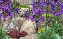 Ever Amethyst Agapanthus (Lily Of The Nile) - 3 Gallon Pot -Cheap Plants Store agapanthus ever amethyst lily of the nile 10 1