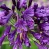 Ever Amethyst Agapanthus (Lily Of The Nile) - 1 Gallon Pot -Cheap Plants Store agapanthus ever amethyst lily of the nile 11