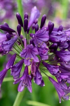 Ever Amethyst Agapanthus (Lily Of The Nile) - 1 Gallon Pot