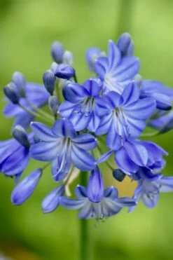 Little Galaxy Agapanthus (Lily Of The Nile) - 1 Gallon Pot -Cheap Plants Store agapanthus little galaxy lily of the nile 3