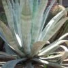 American Agave (Century Plant) - 3 Gallon Pot