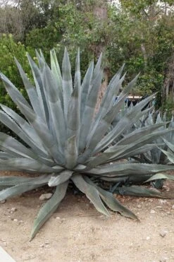 American Agave (Century Plant) - 3 Gallon Pot -Cheap Plants Store agave americana centrury plant 5